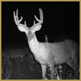 2011 C and S Trailcam Pic