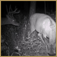 2011 C and S Trailcam Pic