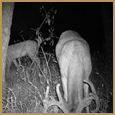 2011 C and S Trailcam Pic