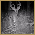 2011 C and S Trailcam Pic