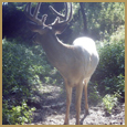 2011 C and S Trailcam Pic