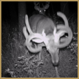 2011 C and S Trailcam Pic