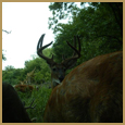 2011 C and S Trailcam Pic