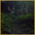 2011 C and S Trailcam Pic