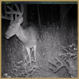 2011 C and S Trailcam Pic