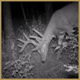 2011 C and S Trailcam Pic