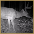 2011 C and S Trailcam Pic