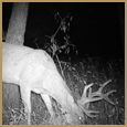 2011 C and S Trailcam Pic