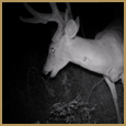 2011 C and S Trailcam Pic