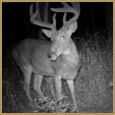 2011 C and S Trailcam Pic