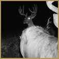 2011 C and S Trailcam Pic