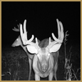 2011 C and S Trailcam Pic