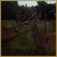 2011 C and S Trailcam Pic