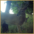 2011 C and S Trailcam Pic