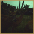 2011 C and S Trailcam Pic