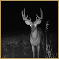 2011 C and S Trailcam Pic