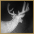 2011 C and S Trailcam Pic