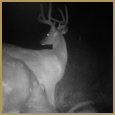 2011 C and S Trailcam Pic