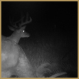 2011 C and S Trailcam Pic