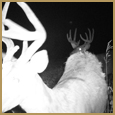 2011 C and S Trailcam Pic