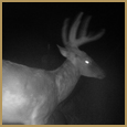 2011 C and S Trailcam Pic