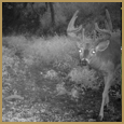 2011 C and S Trailcam Pic