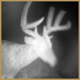 2011 C and S Trailcam Pic