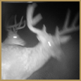 2011 C and S Trailcam Pic