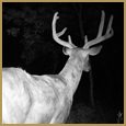 2011 C and S Trailcam Pic