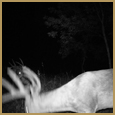 2011 C and S Trailcam Pic