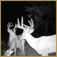 2011 C and S Trailcam Pic