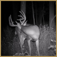 2011 C and S Trailcam Pic