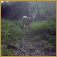 2011 C and S Trailcam Pic