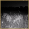 2012 C and S Trailcam Pic