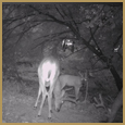 2012 C and S Trailcam Pic