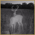 2012 C and S Trailcam Pic