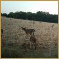 2012 C and S Trailcam Pic