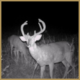 2012 C and S Trailcam Pic