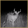 2012 C and S Trailcam Pic