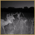 2012 C and S Trailcam Pic