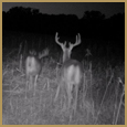 2012 C and S Trailcam Pic