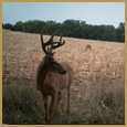 2012 C and S Trailcam Pic