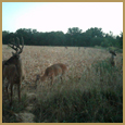 2012 C and S Trailcam Pic