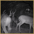 2012 C and S Trailcam Pic