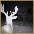 2012 C and S Trailcam Pic