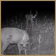 2012 C and S Trailcam Pic