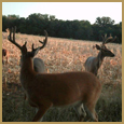 2012 C and S Trailcam Pic