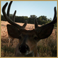 2012 C and S Trailcam Pic