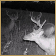 2012 C and S Trailcam Pic