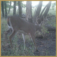 2012 C and S Trailcam Pic